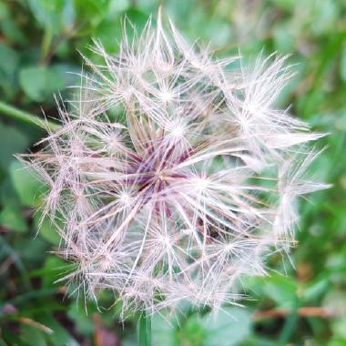 pusteblume