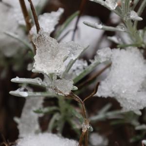 Eis en sneeuw op een tak