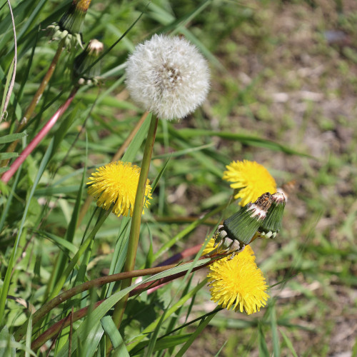 Pusteblume