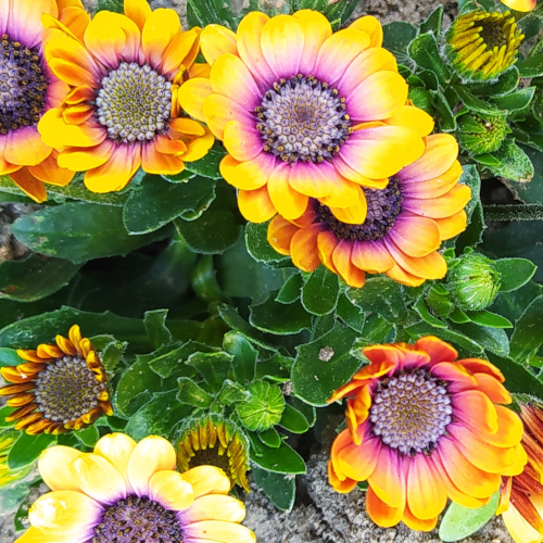 Blume.png