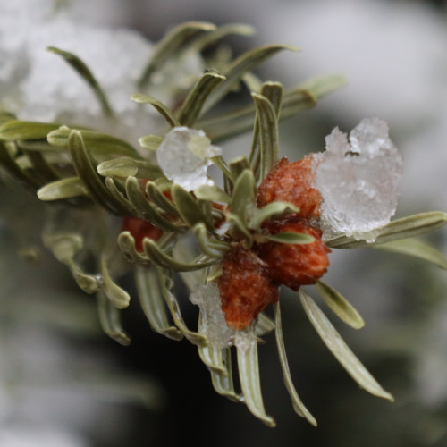 Tannenast mit Eis und schnee