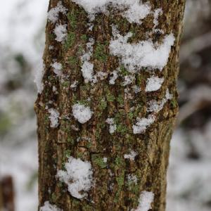 Baumstamm mit Schnee drauf