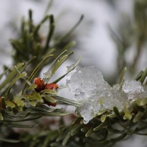 Tannenblüte mit daneben Eis auf der Tanne