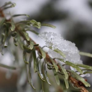 Tannenast mit Eis drauf