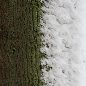 baumstam halb mit schnee bedeckt