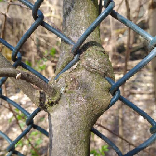 img/baum.jpg