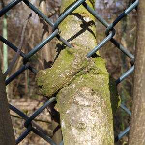 Baum in Zaun verwachsen