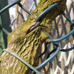Baum mit Zaun verwachsen