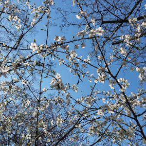 Kirschblüten