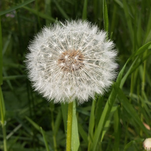 Pusteblume