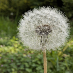 Pusteblume
