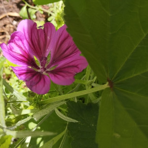 Blume