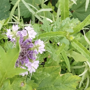 Blume