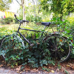 Fahrrad in Pflanzen eingewachsen