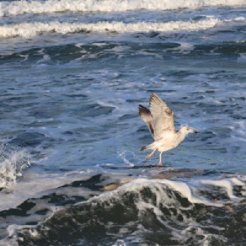 img/möwe.jpg
