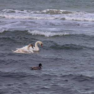 Schwan in der Ostsee