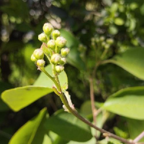 img/blüte.jpg