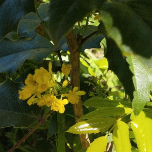 Blume