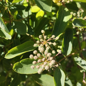 Knospen