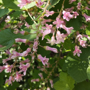 rosa Blume