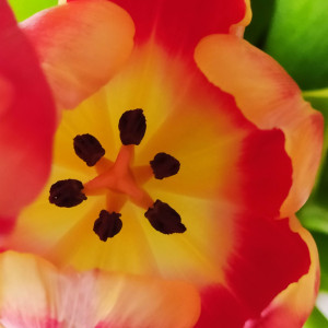Tulpe