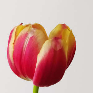 Tulpe