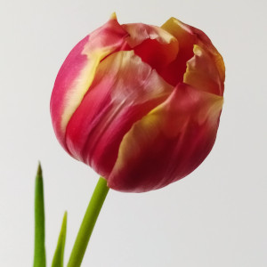 Tulpe