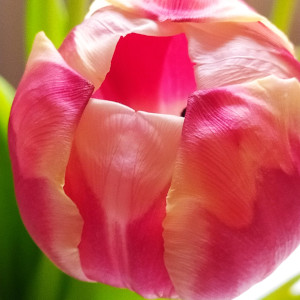 Tulpe