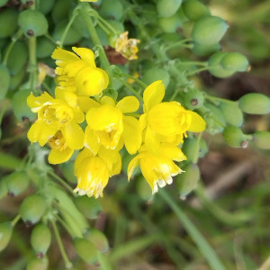 Gelbe Blume